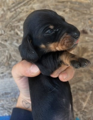 Les chiots de Teckel poil ras