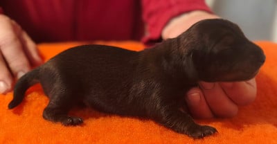 Les chiots de Teckel poil long