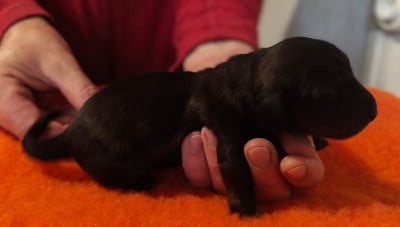 Les chiots de Teckel poil long