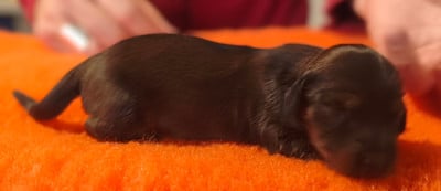 Les chiots de Teckel poil long