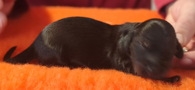 Les chiots de Teckel poil long