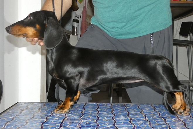 Arthemis Gabéric's - TP MEILLEUR BABY