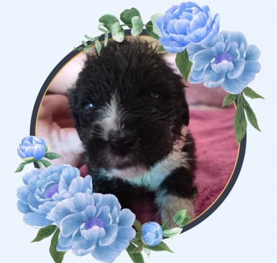Les chiots de Terre-neuve