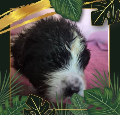 Les chiots de Terre-neuve