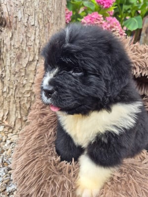 Les chiots de Terre-neuve