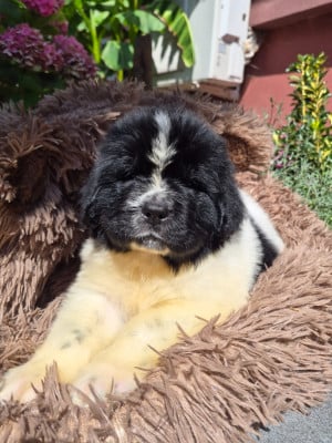 Les chiots de Terre-neuve