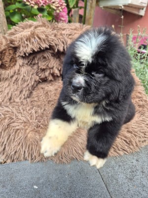 Les chiots de Terre-neuve