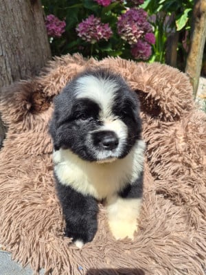 Les chiots de Terre-neuve
