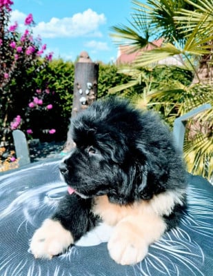 Les chiots de Terre-neuve