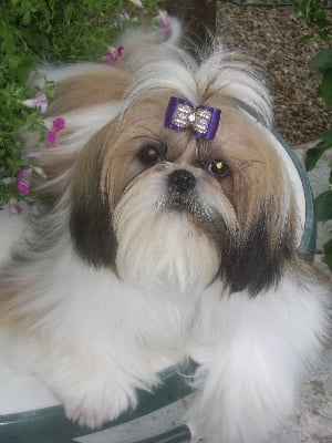 Flôry-shan du Domaine du Sagitaire - 1ere excellent RCACS classe intermediaire