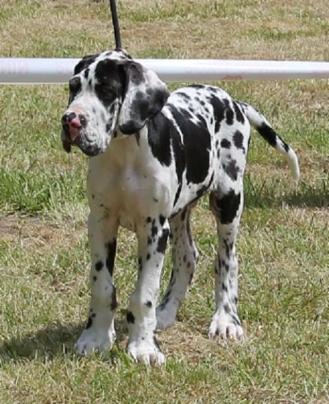 CH. Hartur des saphirs d'atlantis - tres prometteur