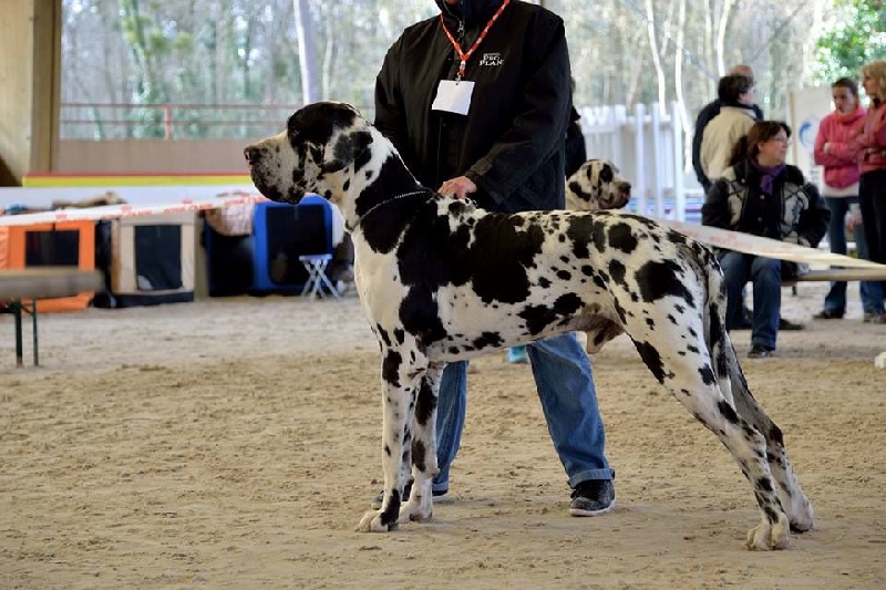 CH. Hartur des saphirs d'atlantis - 1er excellent cacs