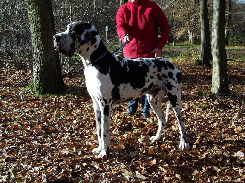 CH. Hartur des saphirs d'atlantis - 1 er excellent cacs