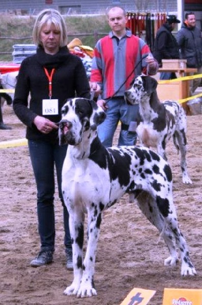 CH. Hartur des saphirs d'atlantis - 3em excellent