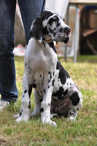CH. Hartur des saphirs d'atlantis - tres prometteur " ring d'honneur "