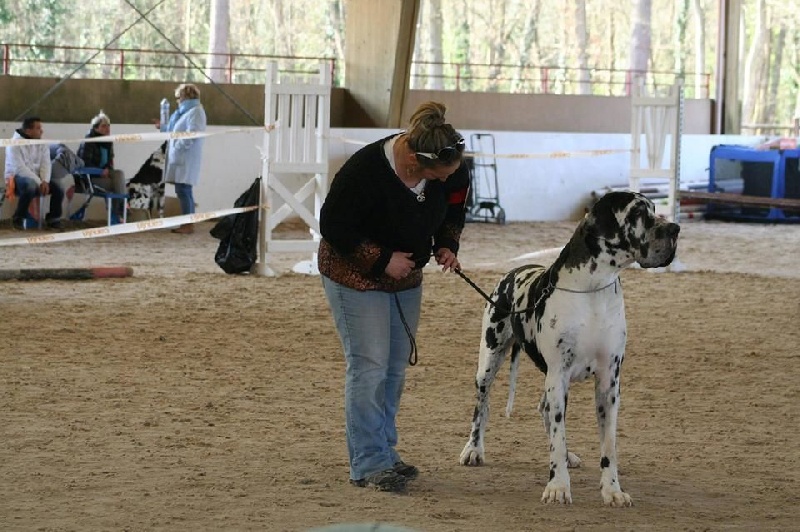 CH. Hartur des saphirs d'atlantis - 2 excellent +