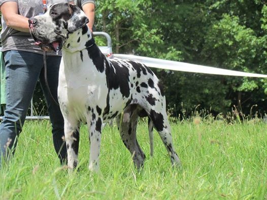 CH. Hartur des saphirs d'atlantis - 3 eme excellent +