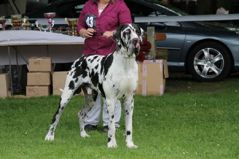 CH. Hartur des saphirs d'atlantis - 1 er excellent