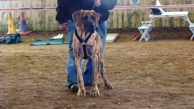 Avana (Sans Affixe) - tres prometteur " ring d'honneur "