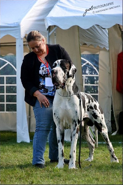 CH. Hartur des saphirs d'atlantis - 1 er excellent CAC R. CACIB