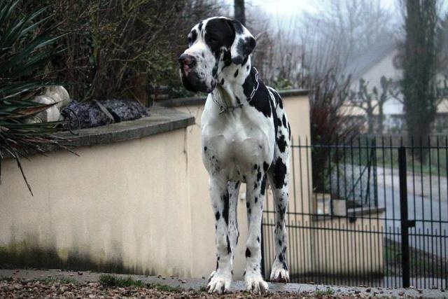 CH. Hartur des saphirs d'atlantis - 2 excellent +