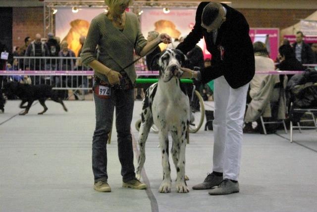 CH. Hartur des saphirs d'atlantis - 1er excellent