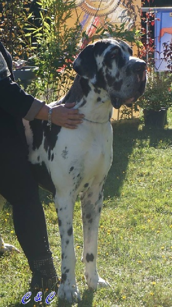 CH. Hartur des saphirs d'atlantis - excellent +