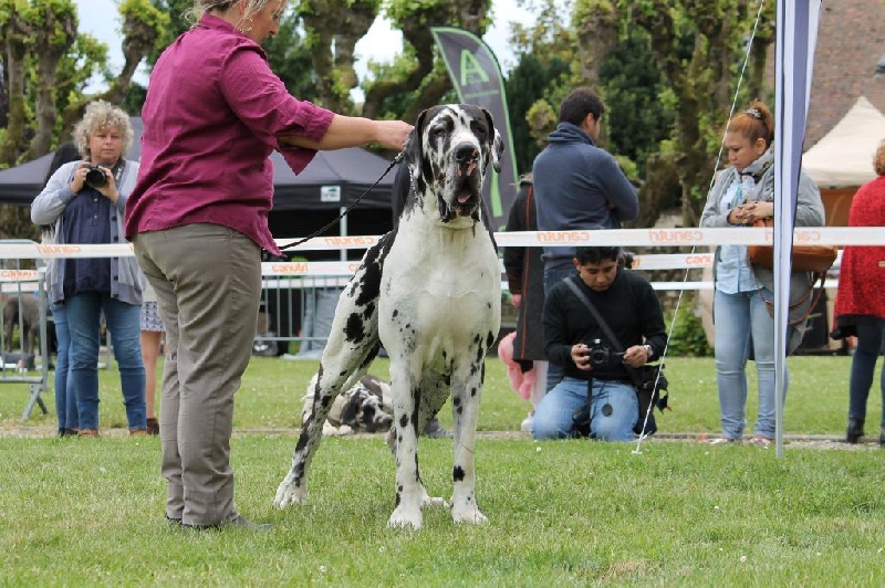 CH. Hartur des saphirs d'atlantis - 2 excellent +