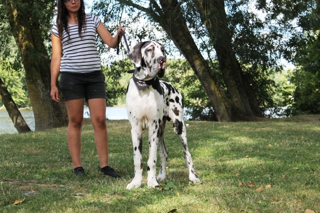 CH. Hartur des saphirs d'atlantis - tres prometteur " ring d'honneur "