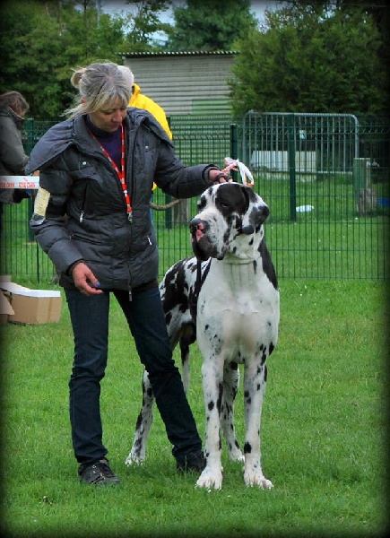 CH. Hartur des saphirs d'atlantis - 1 er excellent