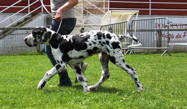 CH. Hartur des saphirs d'atlantis - tres prometteur " ring d'honneur "