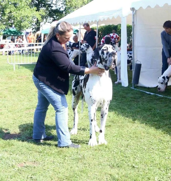 CH. Hartur des saphirs d'atlantis - 1 er excellent CAC CACIB