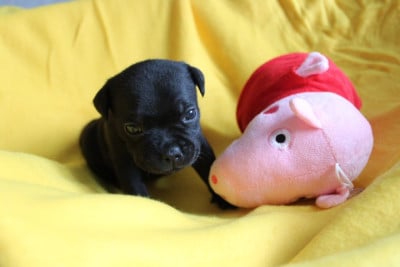 Les chiots de Staffordshire Bull Terrier
