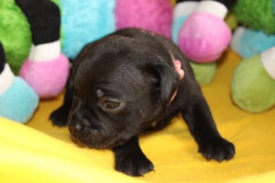 Les chiots de Staffordshire Bull Terrier