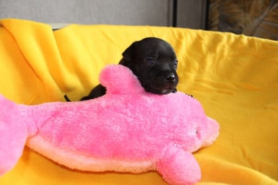 Les chiots de Staffordshire Bull Terrier