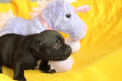 Les chiots de Staffordshire Bull Terrier