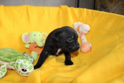Les chiots de Staffordshire Bull Terrier