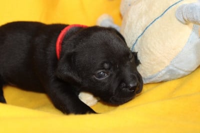 Les chiots de Staffordshire Bull Terrier