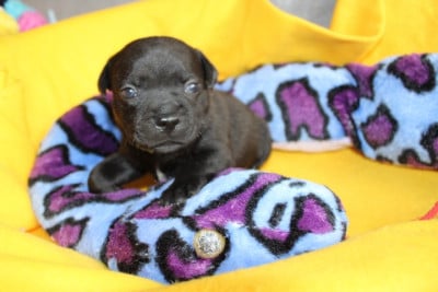 Les chiots de Staffordshire Bull Terrier