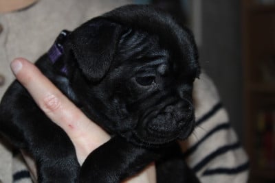 Les chiots de Staffordshire Bull Terrier