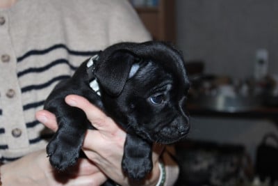 Les chiots de Staffordshire Bull Terrier