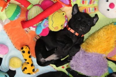 Les chiots de Staffordshire Bull Terrier