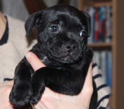 Les chiots de Staffordshire Bull Terrier