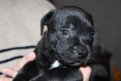 Les chiots de Staffordshire Bull Terrier