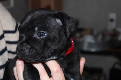 Les chiots de Staffordshire Bull Terrier