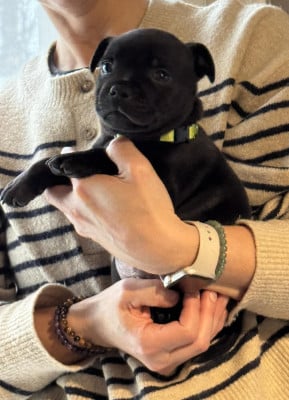 Les chiots de Staffordshire Bull Terrier