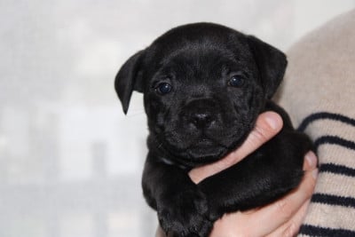 Les chiots de Staffordshire Bull Terrier
