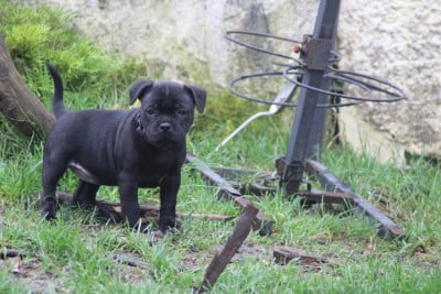 Les chiots de Staffordshire Bull Terrier