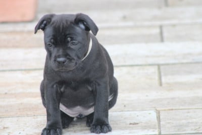 Les chiots de Staffordshire Bull Terrier