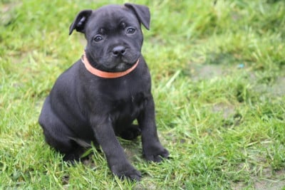 Les chiots de Staffordshire Bull Terrier
